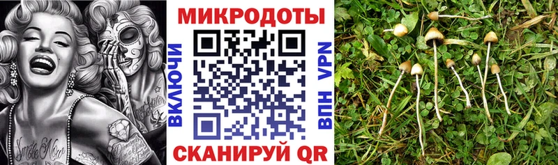 Псилоцибиновые грибы Psilocybine cubensis  наркошоп  Ленинградская 